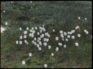 Image of Cotton Grass Blossoms, Etah
